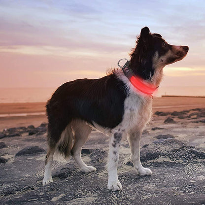 LED Light-Up Dog Collar – USB Rechargeable, Waterproof & 3 Glow Modes for Night Safety